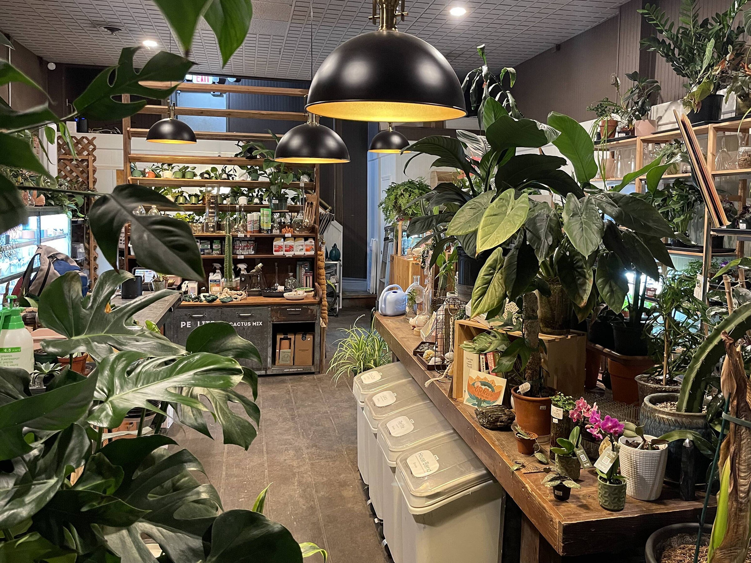 Houseplants, Expertise, and Hands-On Plant Care | A Modern Plantsman
