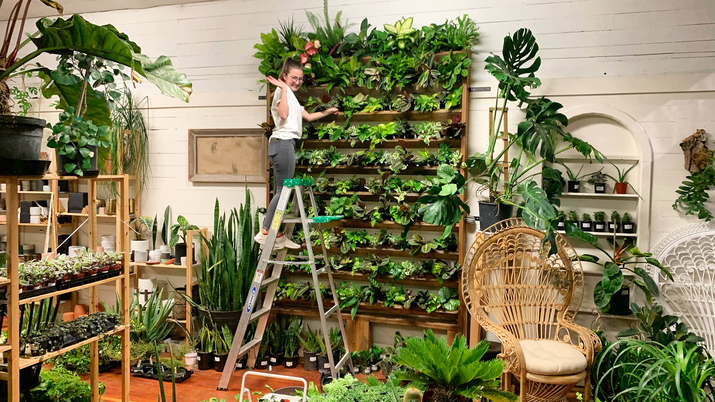 Houseplants, Expertise, and Hands-On Plant Care | A Modern Plantsman