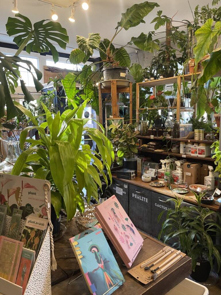 SHOP ONLINE | A Modern Plantsman